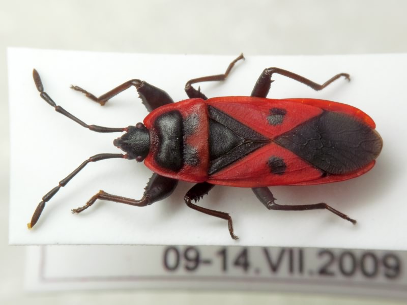 Scantius aegyptius (Linnaeus, 1758)